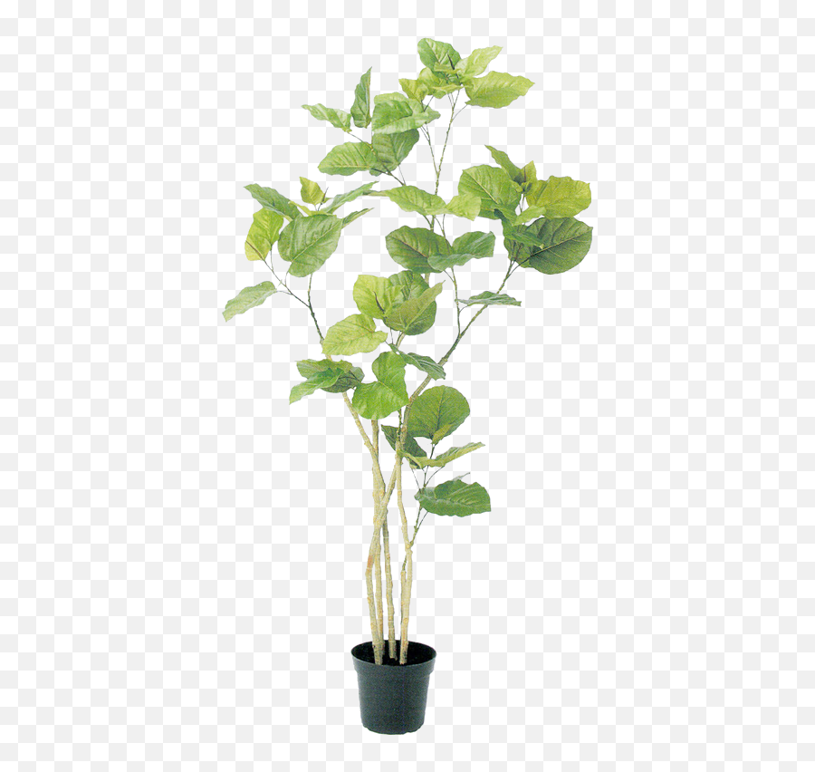 Sucai Image By Tmy Photoshop Nature Plant Illustration - Plants Photoshop No Background Png,House Plant Png