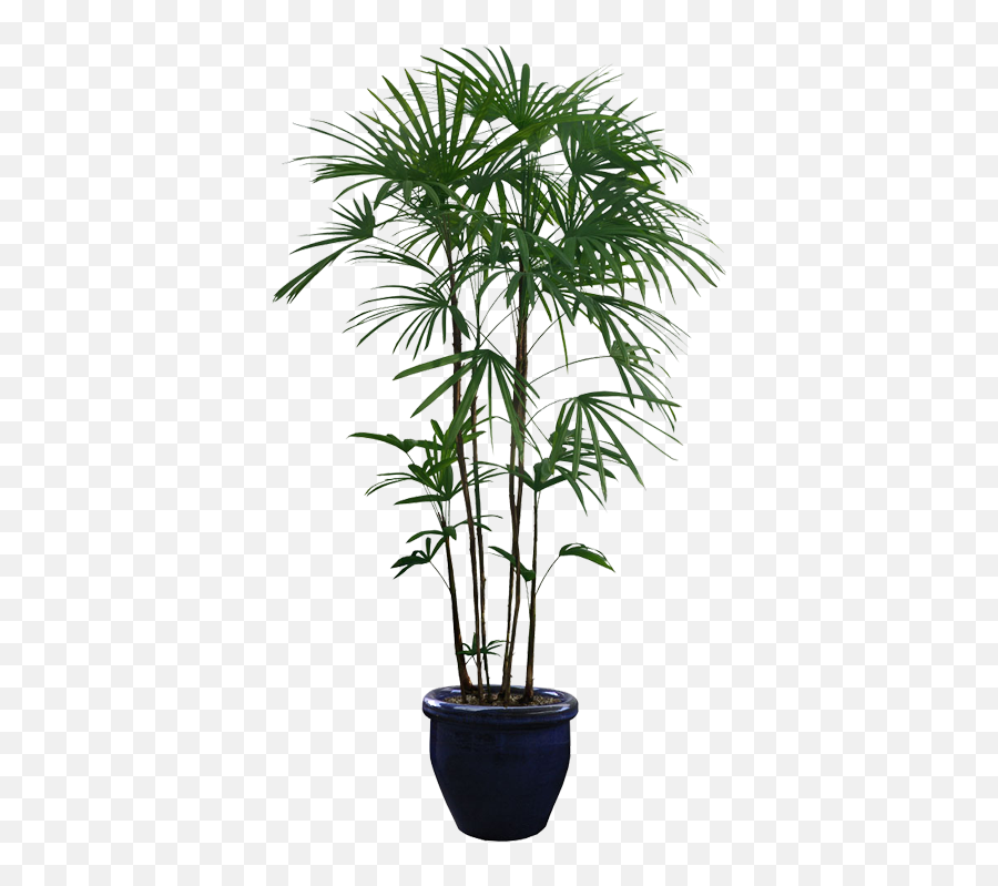 Houseplant Tree Png Plant Transparent Background