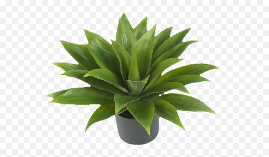 Edits Tumblr Png - Image 6210054 On Favimcom Aesthetic Transparent Plants Png,Yucca Png