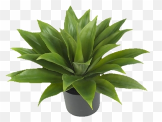 Edits Tumblr Png - Image 6210054 On Favimcom Aesthetic Transparent Plants Png,Yucca Png