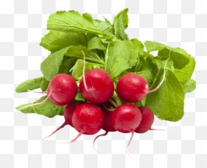 Radish - Levarht Radish Png,Radish Png