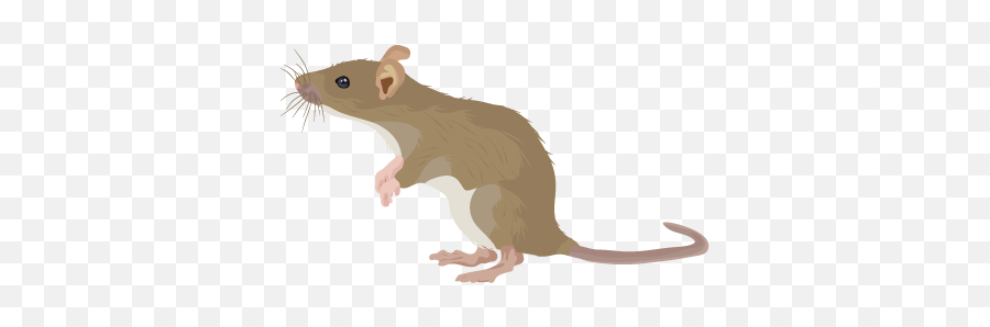 201412 Rat - Rat En Png,Rat Png