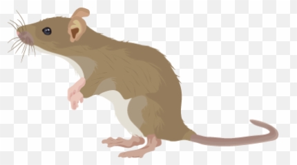 201412 Rat - Rat En Png,Rat Png