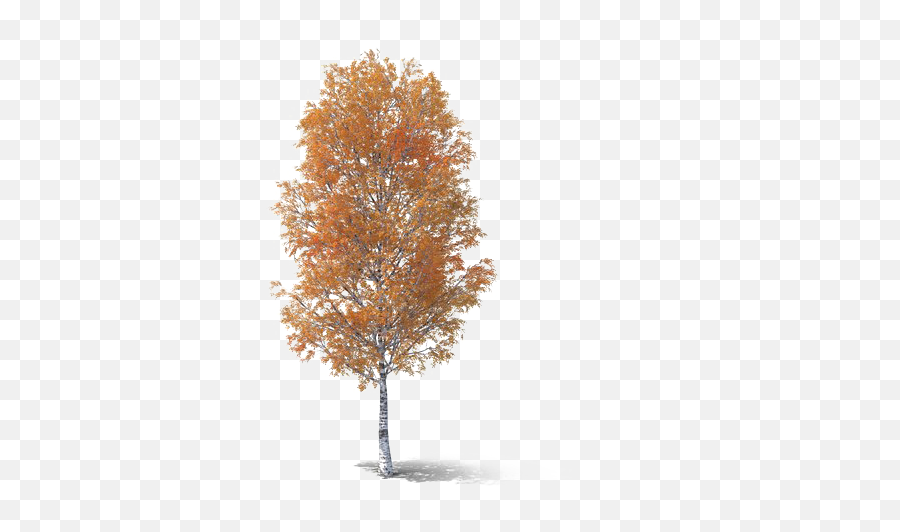 Fall Tree Png Transparent Picture - Pond Pine,Fall Tree Png