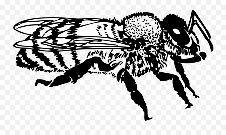 Honey Bee Png Svg Clip Art For Web - Download Clip Art Png Honey Bee Clip Art,Honey Bee Png