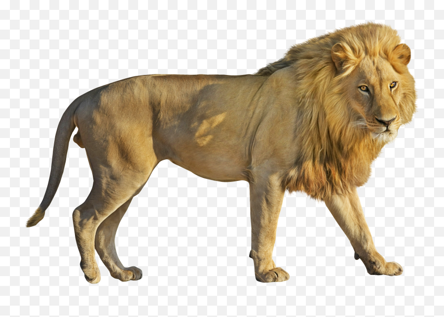 Lion Roar Png Image - Lion Png,Lion Roar Png