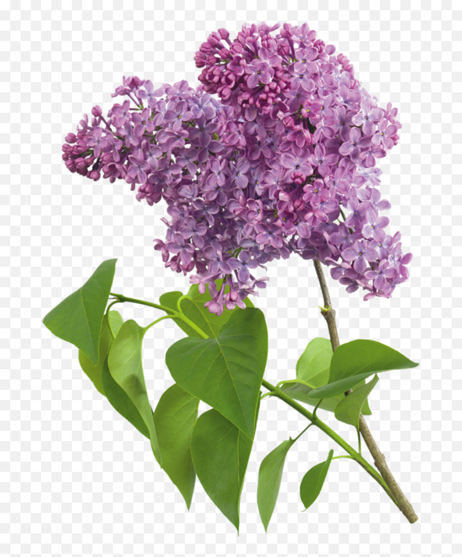 Lilac Flowers Png Images Free Download - Transparent Lilac Png,Lilac Png