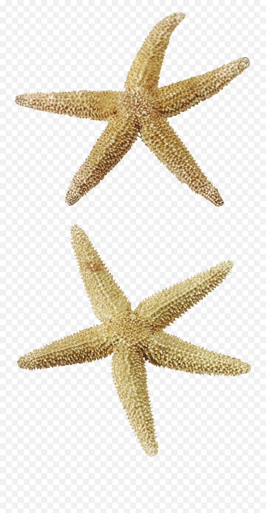 Pair Of Starfish 33mb Png Farfarhill Clip Art Views Clipart