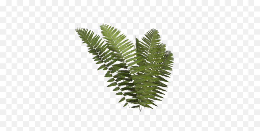 Fern Leaf Png Transparent Images - Transparent Fern Leaf Png,Fern Leaf Png