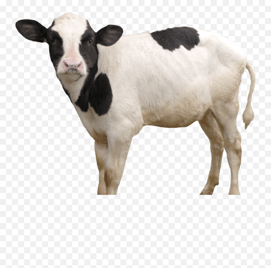 Free Transparent Png Images - Calf Png,Cattle Png