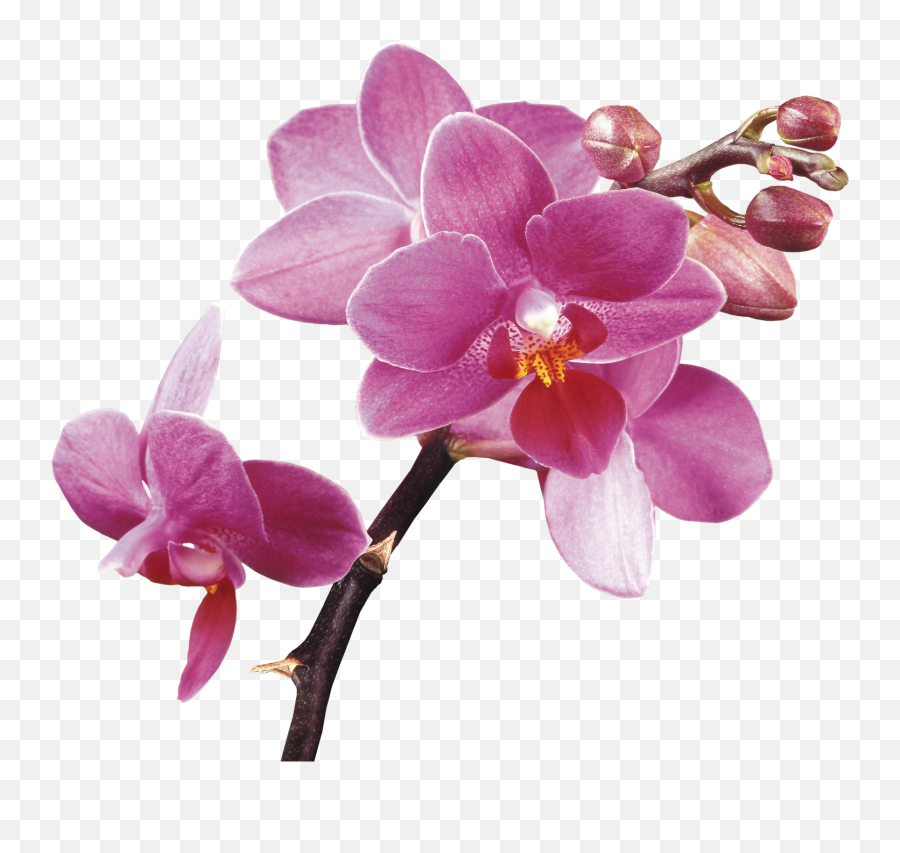Spa Flower Orchids Free Hq Image - Hd Orchid Flowers Transparent Background Png,Orchids Png