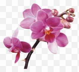 Spa Flower Orchids Free Hq Image - Hd Orchid Flowers Transparent Background Png,Orchids Png