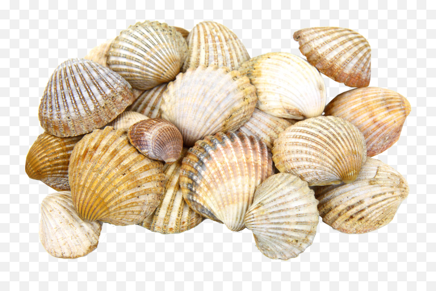 Sea Shells Transparent - Transparent Background Sea Shells Png,Seashell Clipart Png