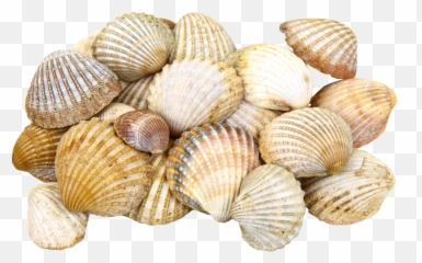 Sea Shells Transparent - Transparent Background Sea Shells Png,Seashell Clipart Png
