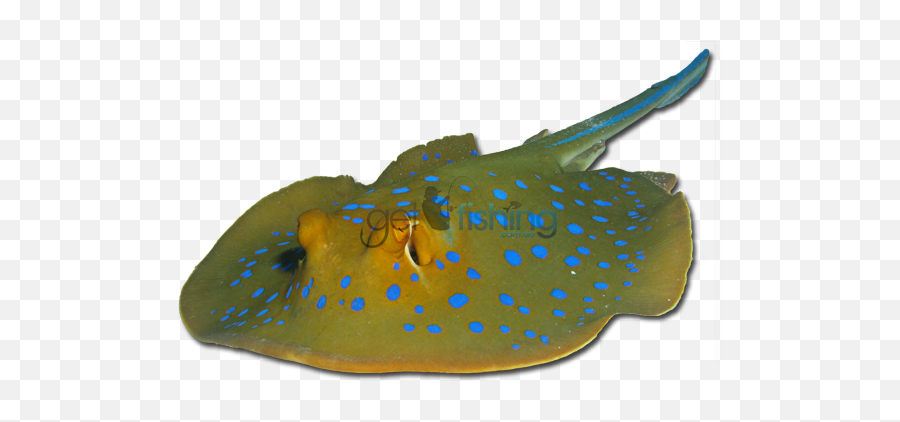 Bluespotted Fantail Ray - Blue Spotted Stingray Png,Stingray Png