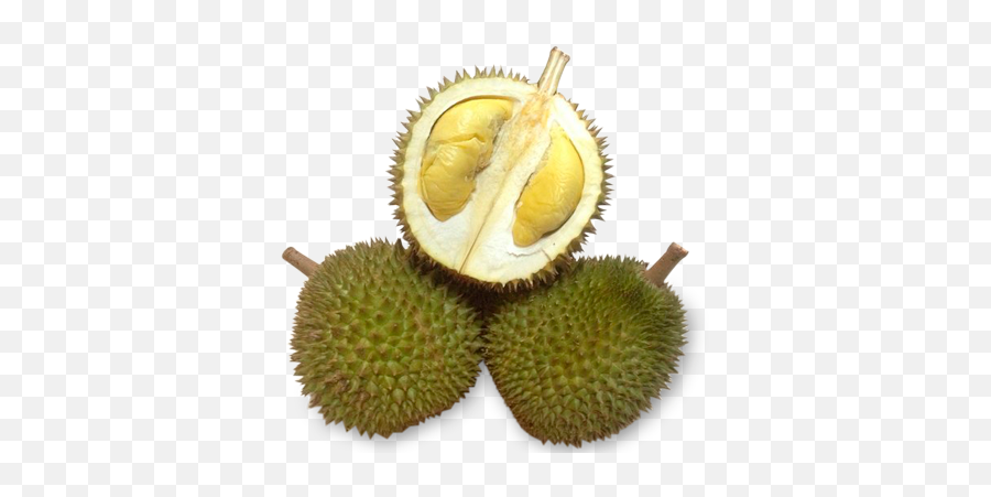 Durian Mao Shan Wang D13 - Durian Golden Phoenix Png,Durian Png