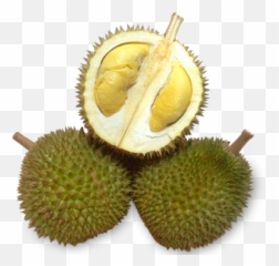 Durian Mao Shan Wang D13 - Durian Golden Phoenix Png,Durian Png