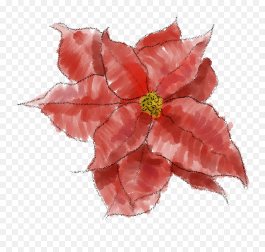 Poinsettia Png Image Transparent Background