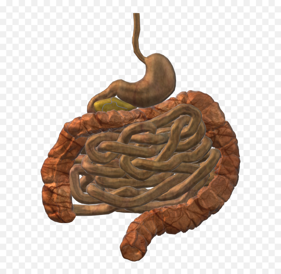 Digestive System - Big Png,Digestive System Icon