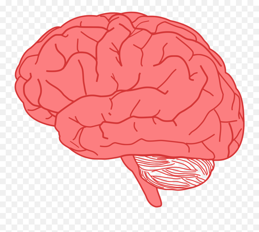 Human Brain Clipart Png - Transparent Background Brain Transparent,Human Brain Png