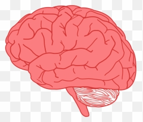 Human Brain Clipart Png - Transparent Background