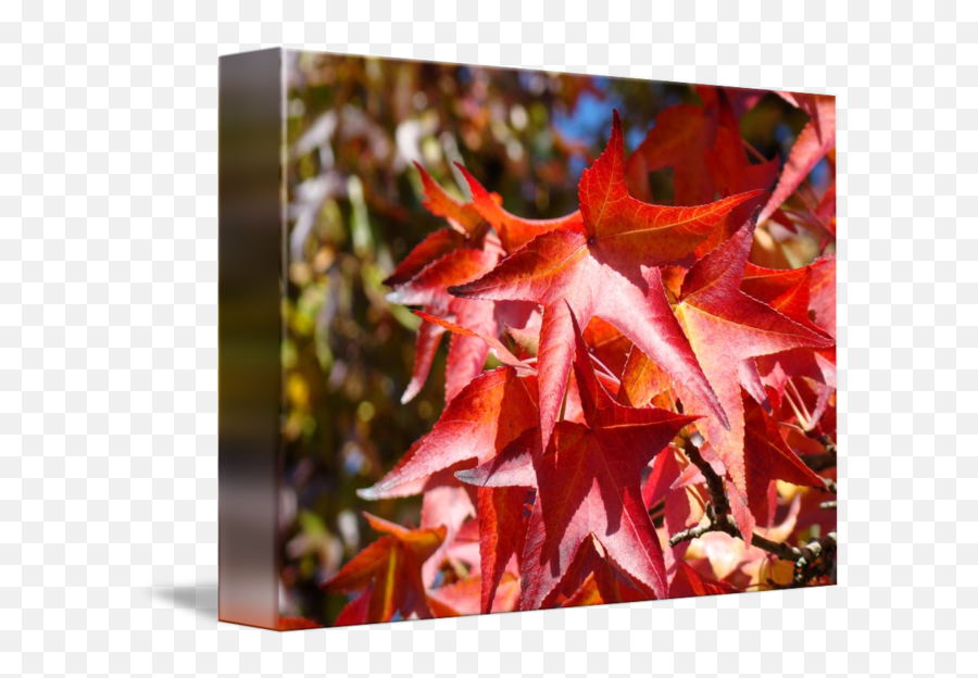 Red Autumn Leave Art Prints Fall Trees By Baslee Troutman Fine - Maple Leaf Png,Fall Trees Png
