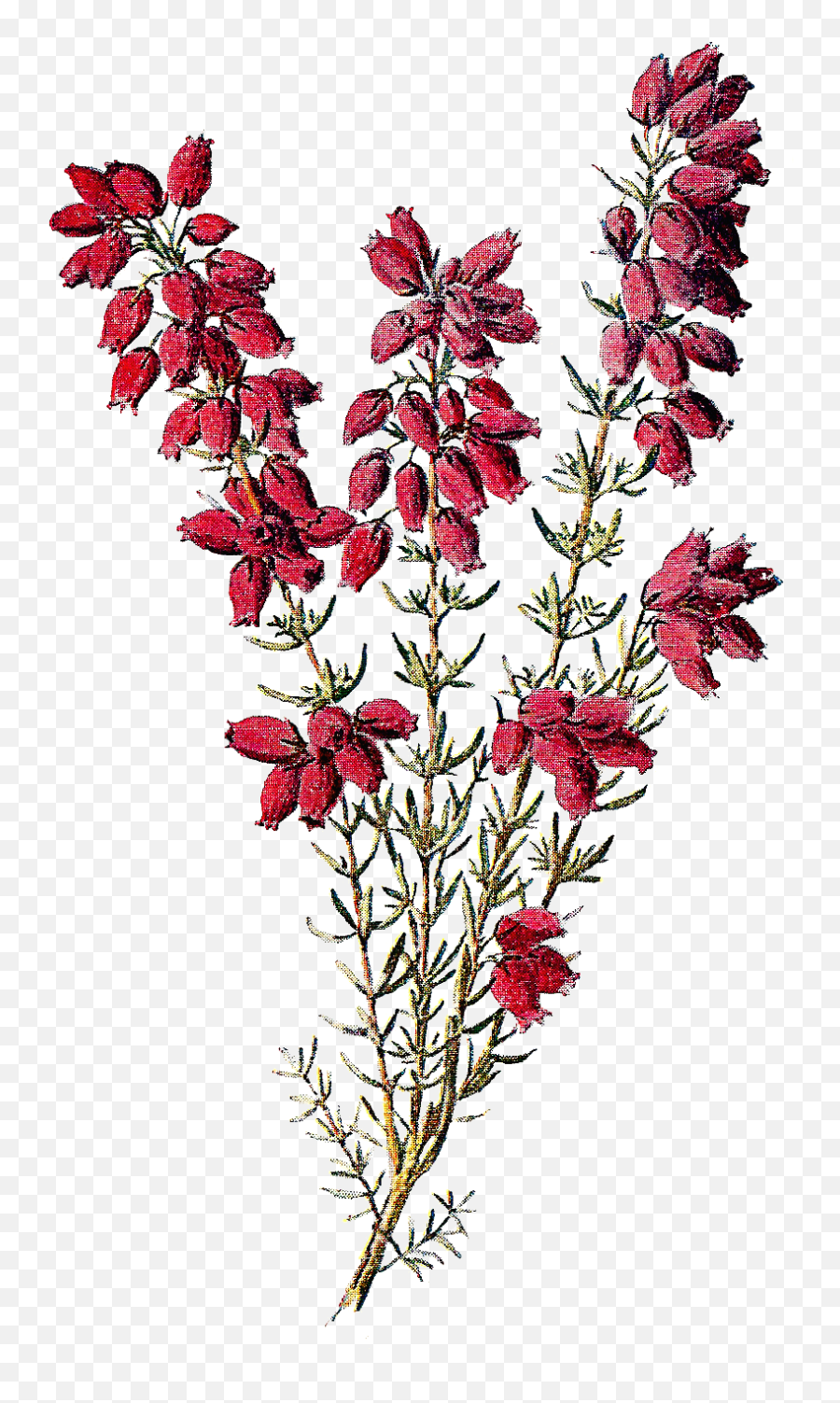 Wildflower Image Heather Flowers Clip Art - Transparent Wildflower Clipart  Png,Wildflower Png - free transparent png images 