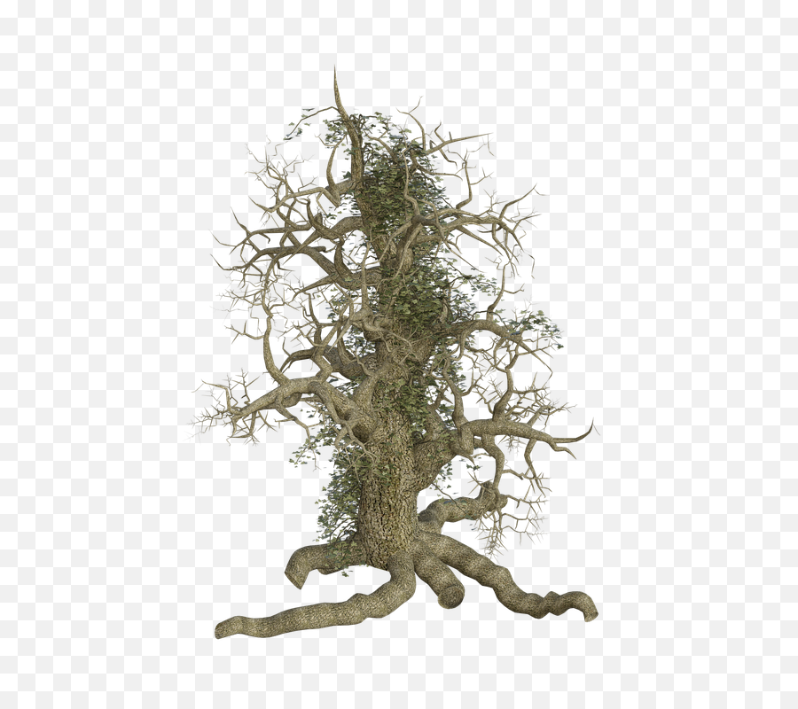 Download Free Png Hd Tree Log Old Root Creeper Ivy Creepy - Tree Root In Png,Spooky Tree Png