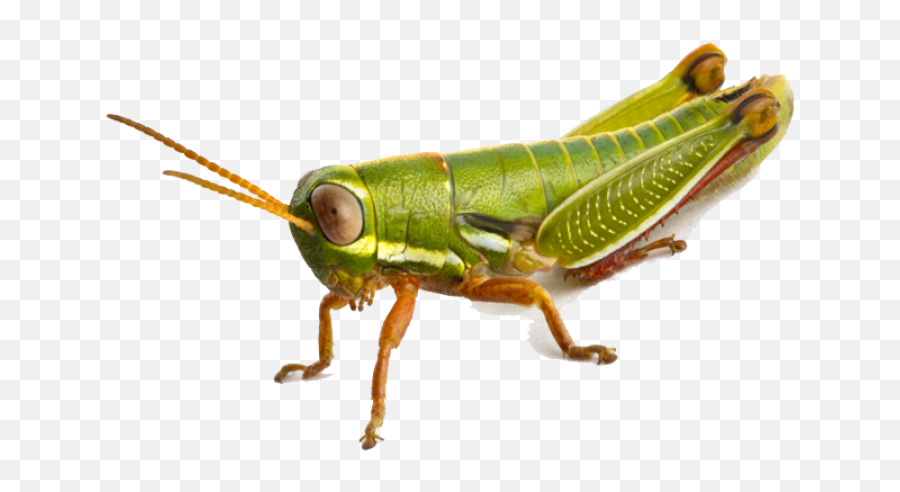 Grasshopper Png Image - Grasshopper Png,Grasshopper Png