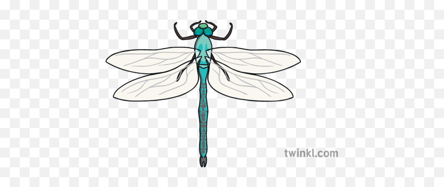 Ks1 Minibeast Continuous Provision Challenge Display Pack - Dragonfly Png,Dragonfly Png