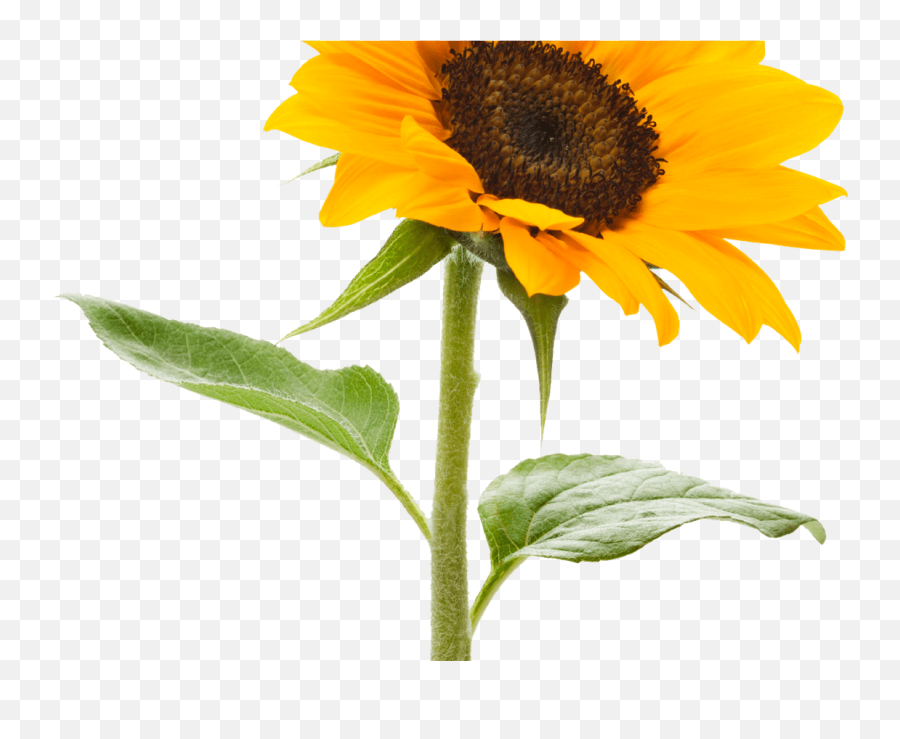Tumblr Transparent Sunflowers - Sunflower Png,Sunflowers Transparent