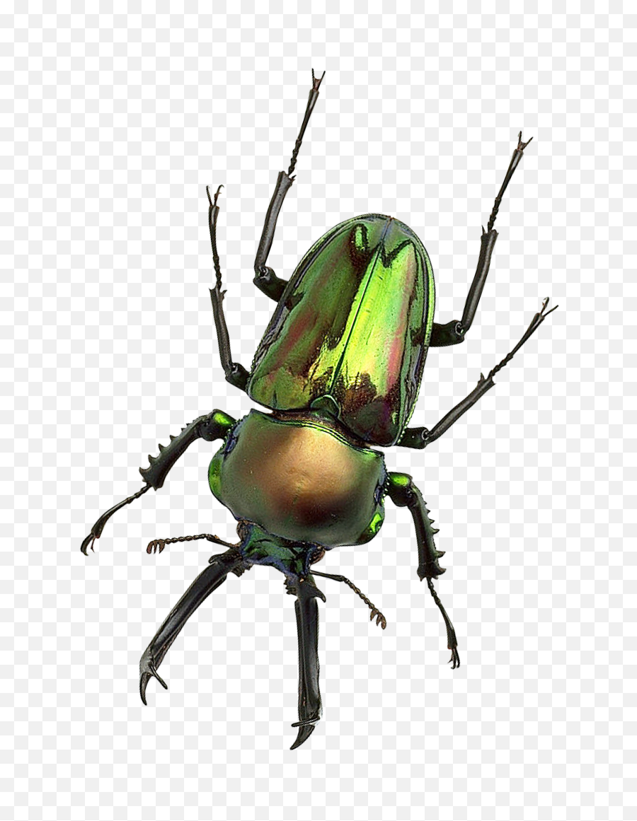 Clip Art Freeuse Bug Png Transparent Image - Lucanidae Beetle Bug,Roach Png