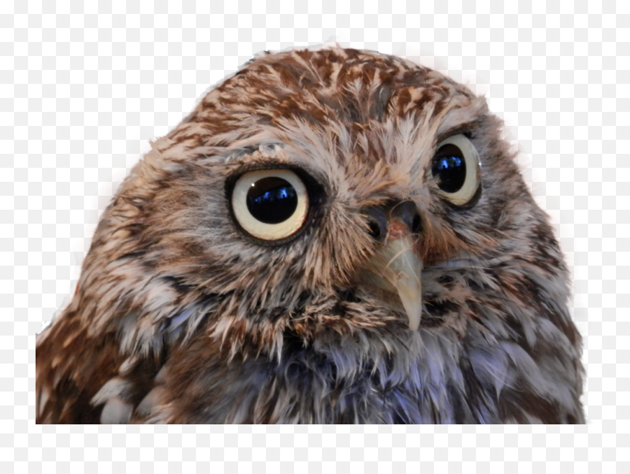 Owl Png - Owl Head Png,Owl Transparent