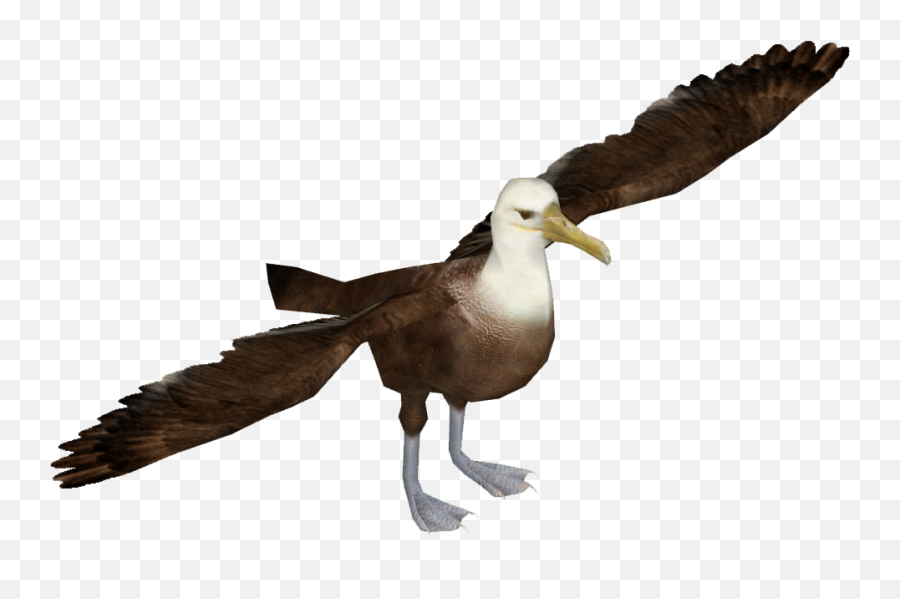 Dove Png Transparent Background - Albatross Png Image With Albatross Bird Transparent,Dove Transparent Background