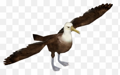 Dove Png Transparent Background - Albatross Png Image With Bird Transparent