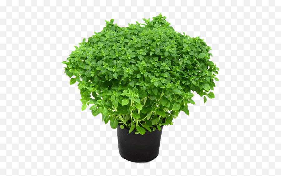 Holy Basil Transparent Background - Basil Plant Png,Basil Png