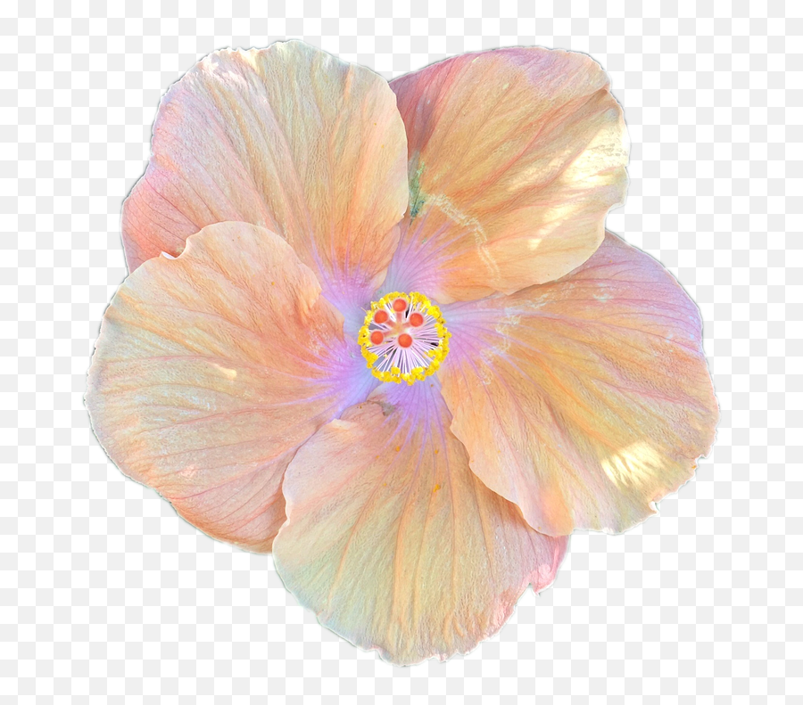 Hibiscus Flower Cartoon 19 Buy Clip - Hibiscus Png,Hawaiian Flower Png -  free transparent png images 