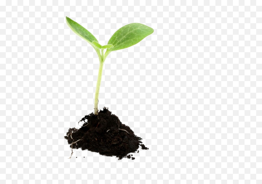 Download Plant Transparent Png - Growing Plant Png,Plant Transparent Background