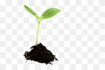 Download Plant Transparent Png - Growing