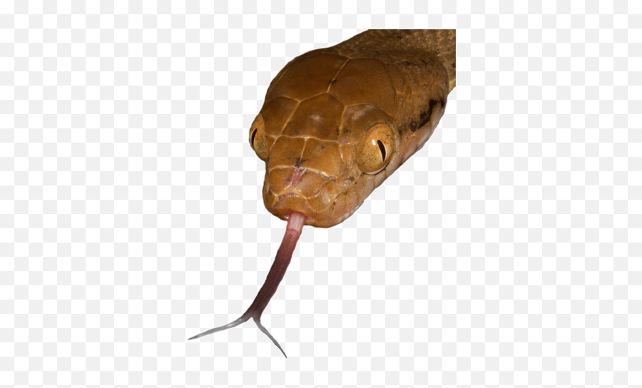 Reptile Tongue Transparent U0026 Png Clipart Free Download - Ywd Transparent Background Snake Tongue Png,Lizard Png