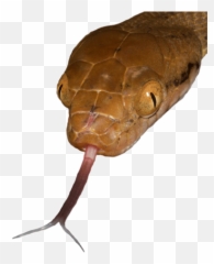 Reptile Tongue Transparent U0026 Png Clipart Free Download - Ywd Transparent Background Snake Tongue Png,Lizard Png