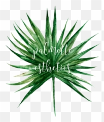 Cropped - Siteiconpng Agave Azul,Yucca Png