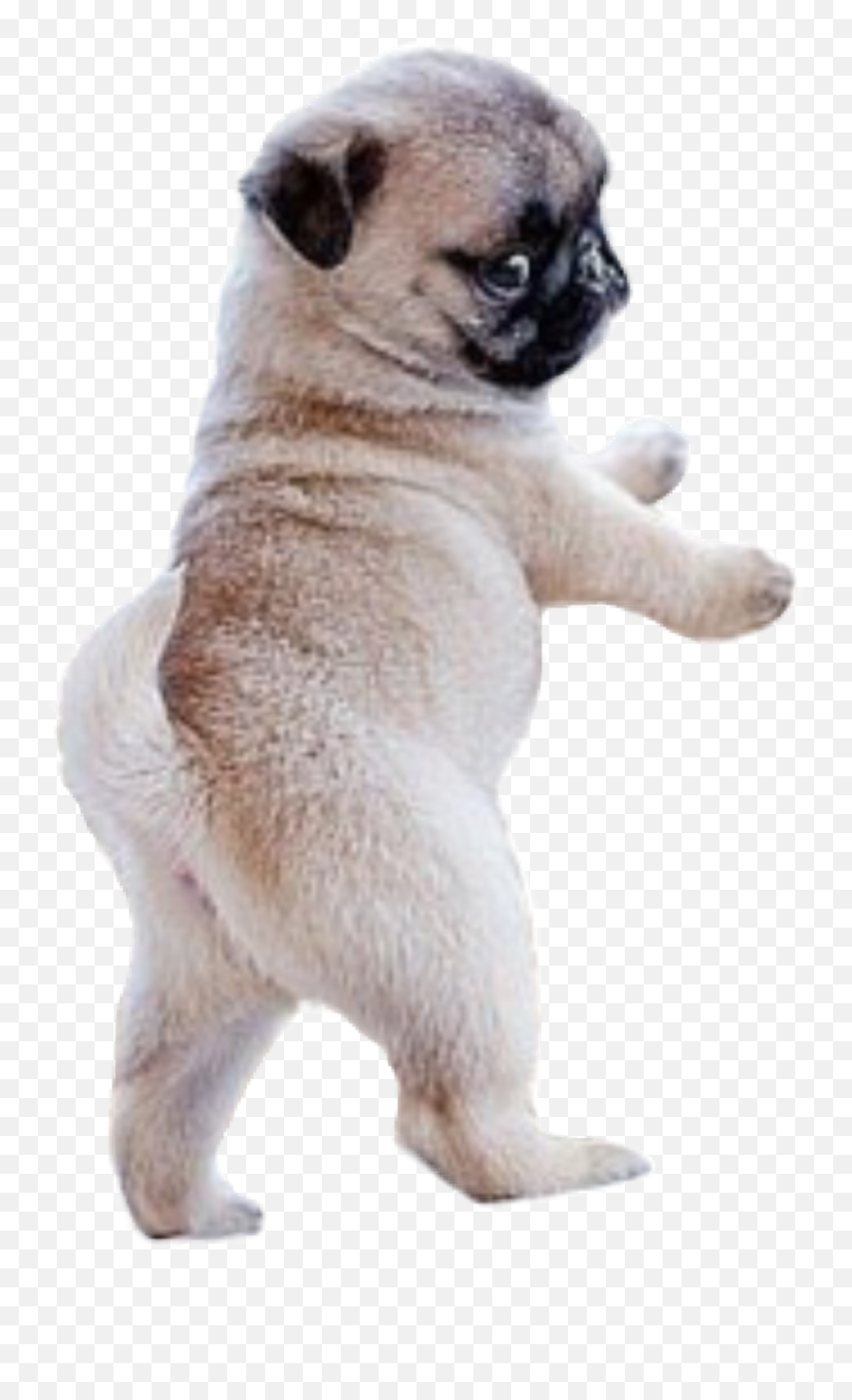 Dog Png - Cachorro Tiernos Perros Pug Hd Png Download Cute Baby Pugs,Pug Png