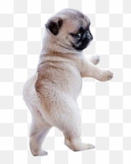 Dog Png - Cachorro Tiernos Perros Pug Hd Png Download Cute Baby Pugs,Pug Png
