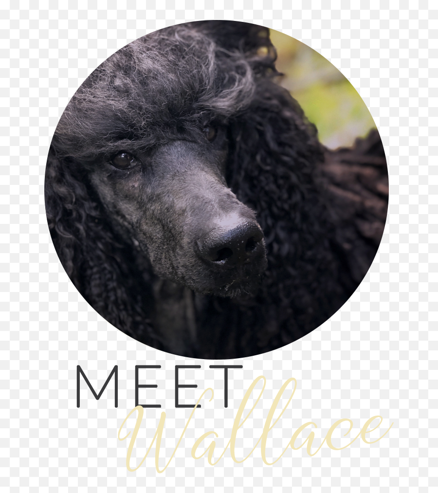 Poodles U2014 The Poodle Blog - Standard Poodle Png,Poodle Png