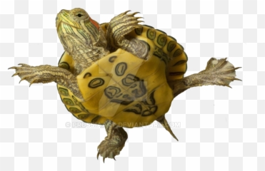 Sea Turtle - Red Eared Slider Turtles png