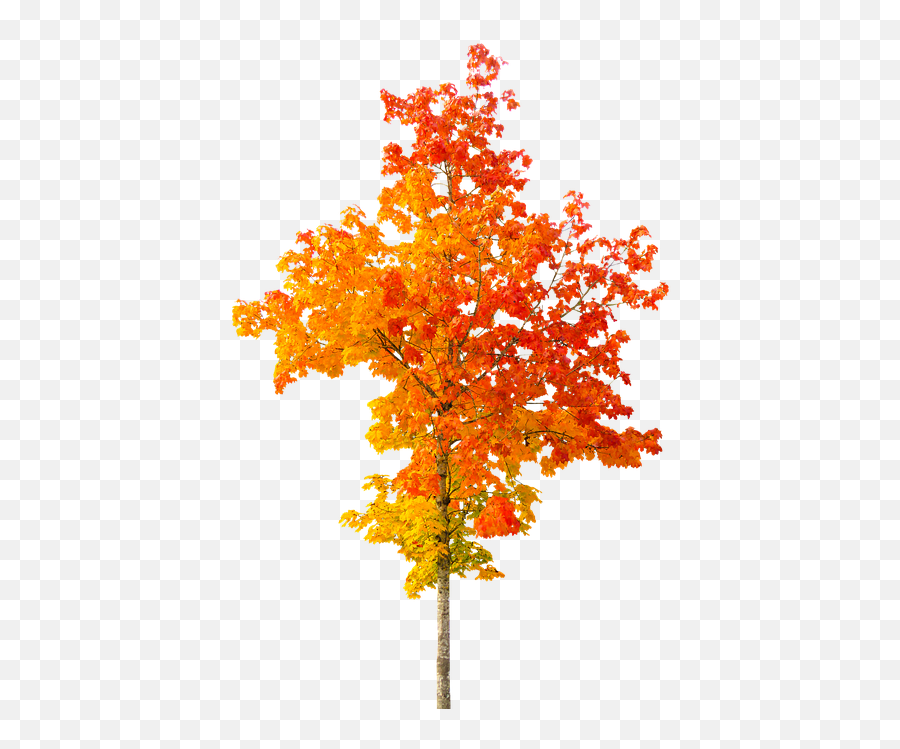 Fall Tree - Autumn Tree Transparent Background Png,Fall Tree Png