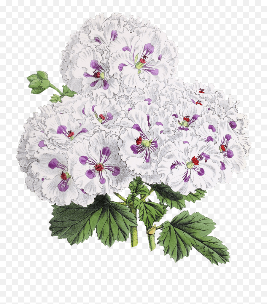 Flower Drawing Transparent Png - Flowers Drawing Transparent,Flower Drawing Png