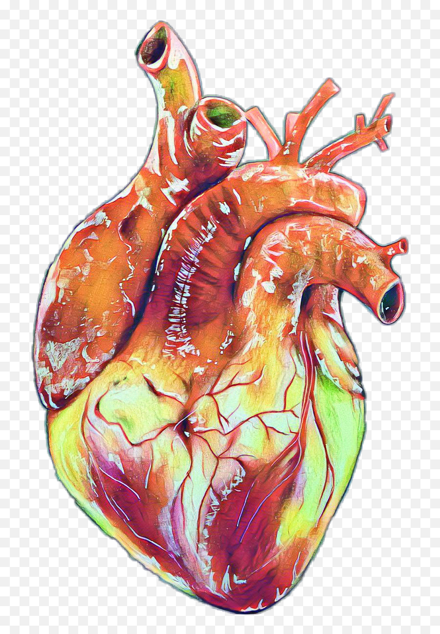 Human Heart Realistic Drawings - Human Heart Drawing Realistic Png,Human Heart Png