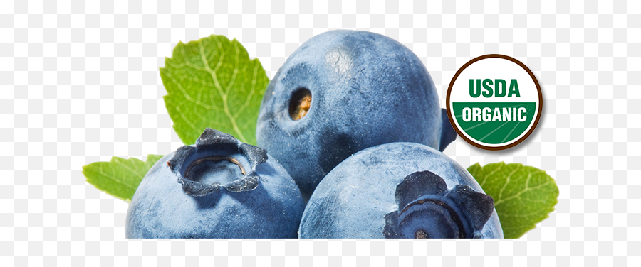 Health U2013 Brushcreek Berries - Drawing Blueberry Transparent Background Png,Blueberry Png